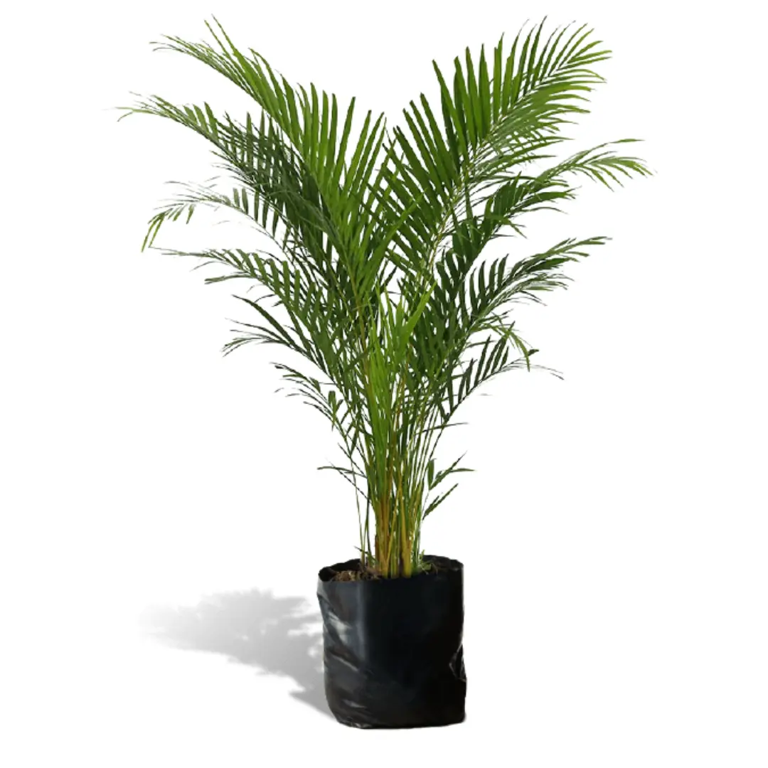 Imagen de Palmera Hawaiana